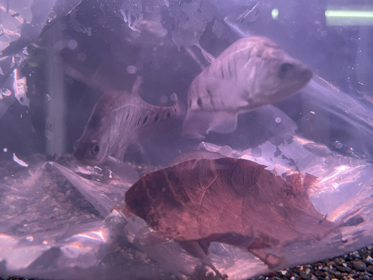 ブラッククーリーローチ