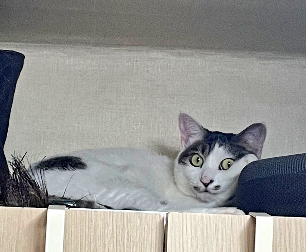 Cat_GonGon's tweet photo. 야
멀
바
? https://t.co/ewEs91xW1l