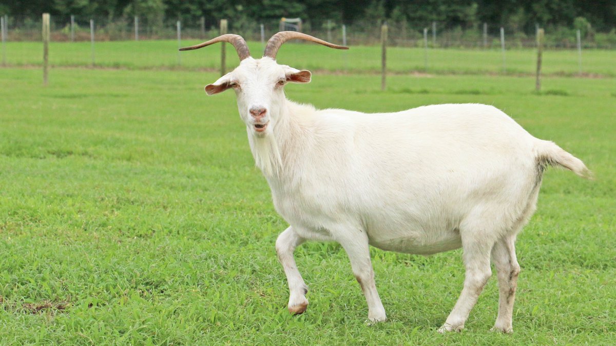 マザー牧場 おうちでもマザー牧場 ヤッホ しっぽフリフリご機嫌なヤギが カメラの前で片足を上げてキメポーズしてくれました マザー牧場 ヤギ