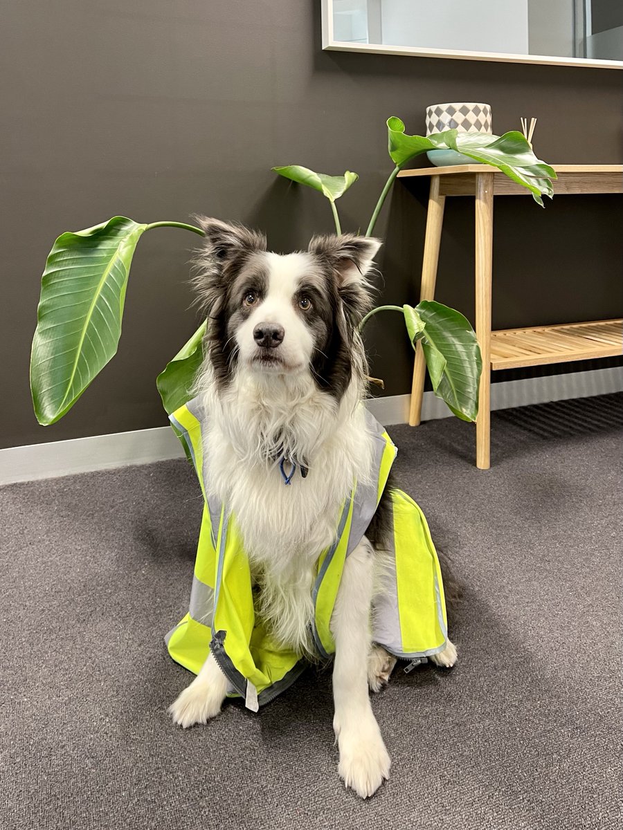 custmlastmile's tweet photo. Safety first! Our UX Specialist, George, brought his furry friend in to our office. So, let’s all say hello to Welsen!

#custm #officedogs #transport #logistics #recruitment https://t.co/lY4a3z2S1P