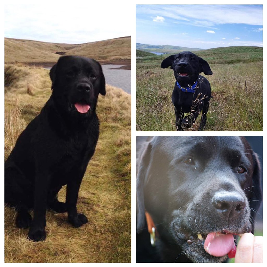 GeorgeJacklabs's tweet photo. Finally had the heart to change the profile information.  Our beautiful Dancing Jack crossed the bridge in May. The pain was and still is, absolutely horrible.   Toby is the latest addition.  He’s helping us all to heal.  George says he’s an arse.  RIP our waggy tailed boy.  🌈🌈 https://t.co/5dymjMoqPl