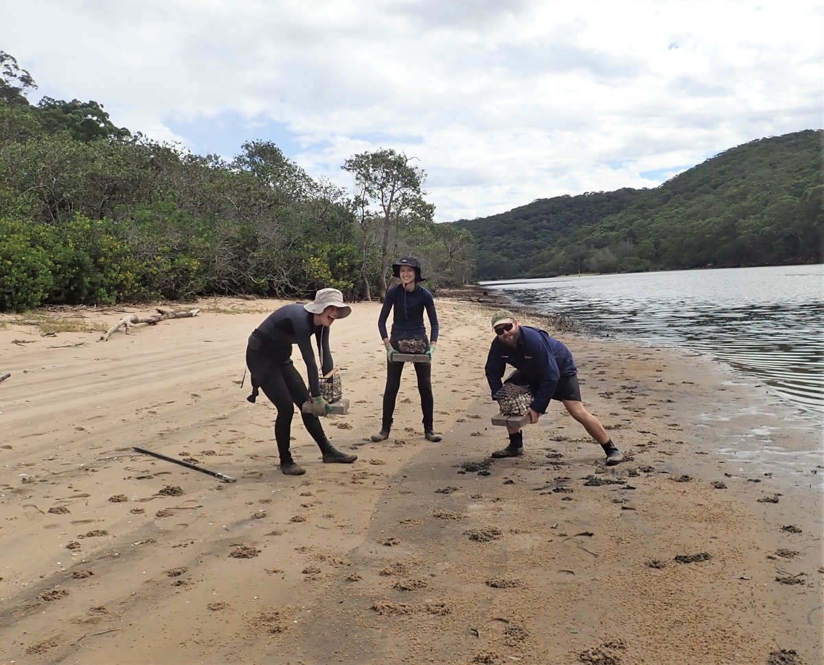 themarinediary's tweet image. How does landscape context affect epifaunal assemblage and #predation on oyster reefs? @DR_GRIB’s students Ruby and Josee are finding out by building and distributing oyster cages in #seagrass, #mangrove, and bare sediment habitats … (1/2)
