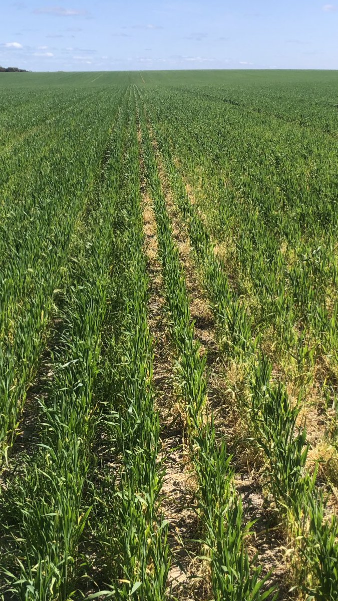 Rowan Starcevich tweet media