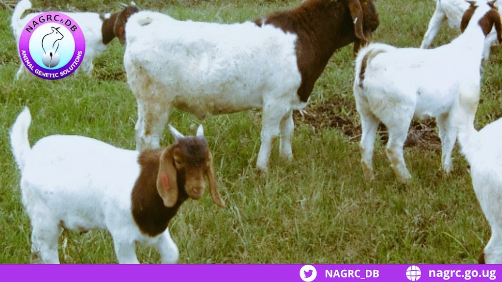 NAGRC_DB's tweet photo. Breeding &amp; multiplication of pure South African Boer goats @NAGRC_DB Rubona stock farm in Bunyangabu district. It's known for growing fast and having a high carcass weight &amp; good mothering abilities; with 3 kidding every 2 yrs. #AnimalGeneticSolutions @beinepeter @MAAIF_Uganda https://t.co/g5qEfuK5es