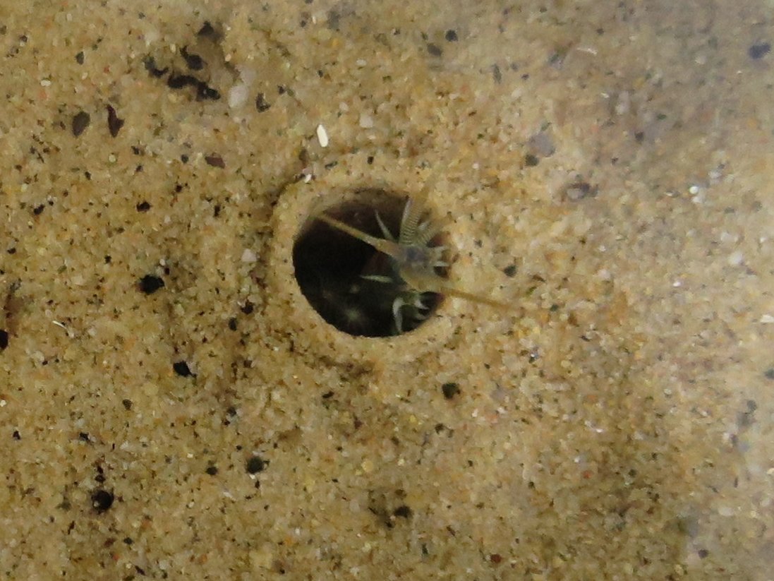 themarinediary's tweet image. #Bioremediation is one of @DrABugnot’s key interests, as these #bioturbators could be used alongside restored oyster reefs to #remediate excess nutrients from the sediment (2/2)