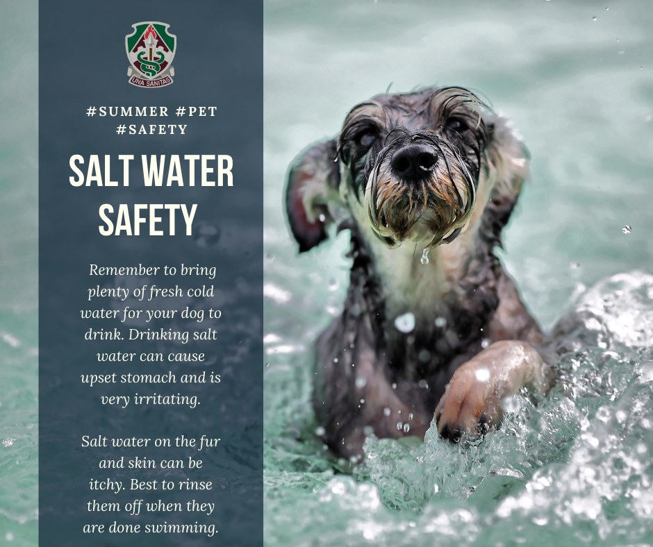 Does Salt Water Irritate Dogs Skin