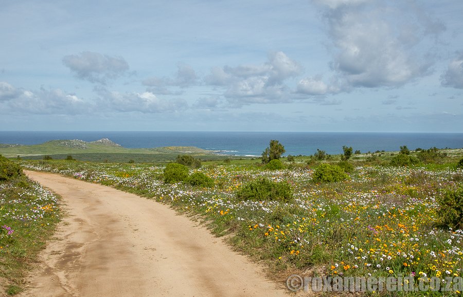 RoxanneReidSA's tweet photo. See spring flowers at Postberg on the Cape West Coast, not far from Cape Town https://t.co/BgUiMhQdyC #postberg #spring #wildflowers https://t.co/nTkNHDCiIx