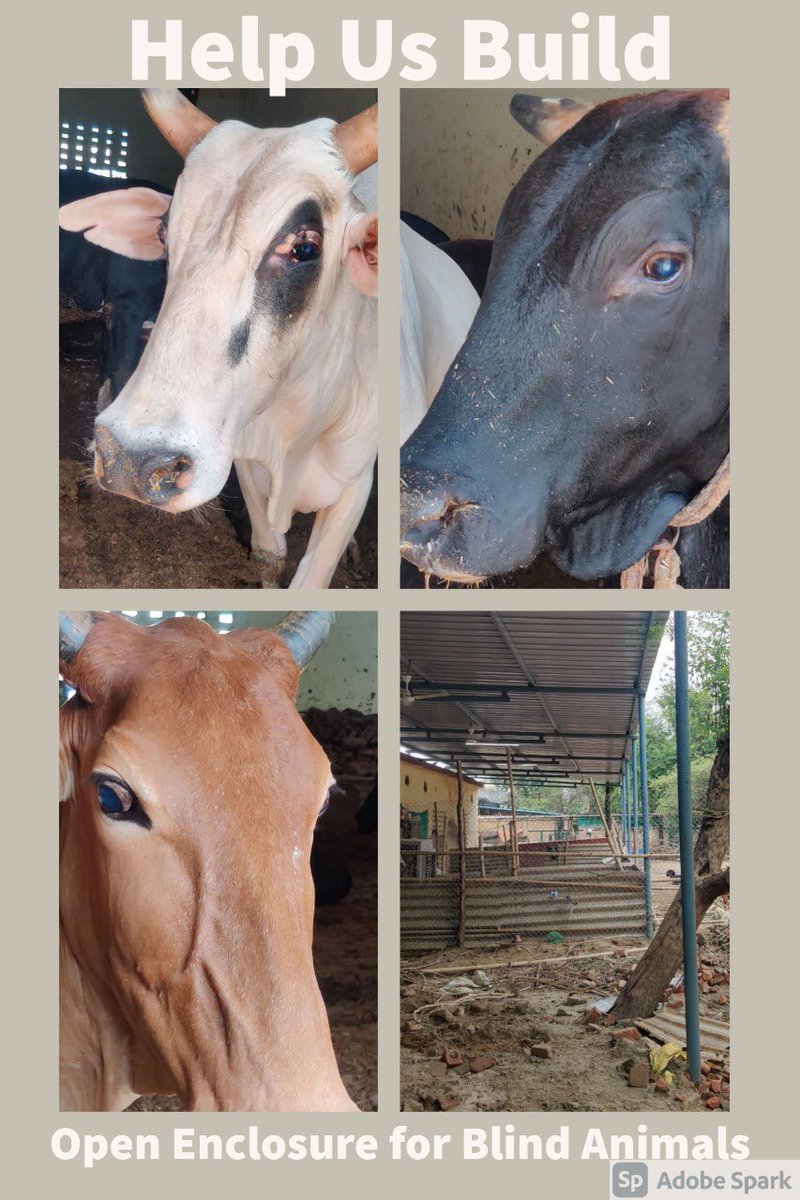 AHSN_Volunteers's tweet photo. #blind gauvansh Our 18 #blind #gaumata #nandi are housed in a large room,devoid of sunlight or ventilation .Urgently require an enclosed open area, where they can safely roam in the open.For the enclosure fencing we need Rs. 3.25 Lakhs.Pls Donate generously 🙏🏻 attached QR code. https://t.co/5gpp8zPbnI