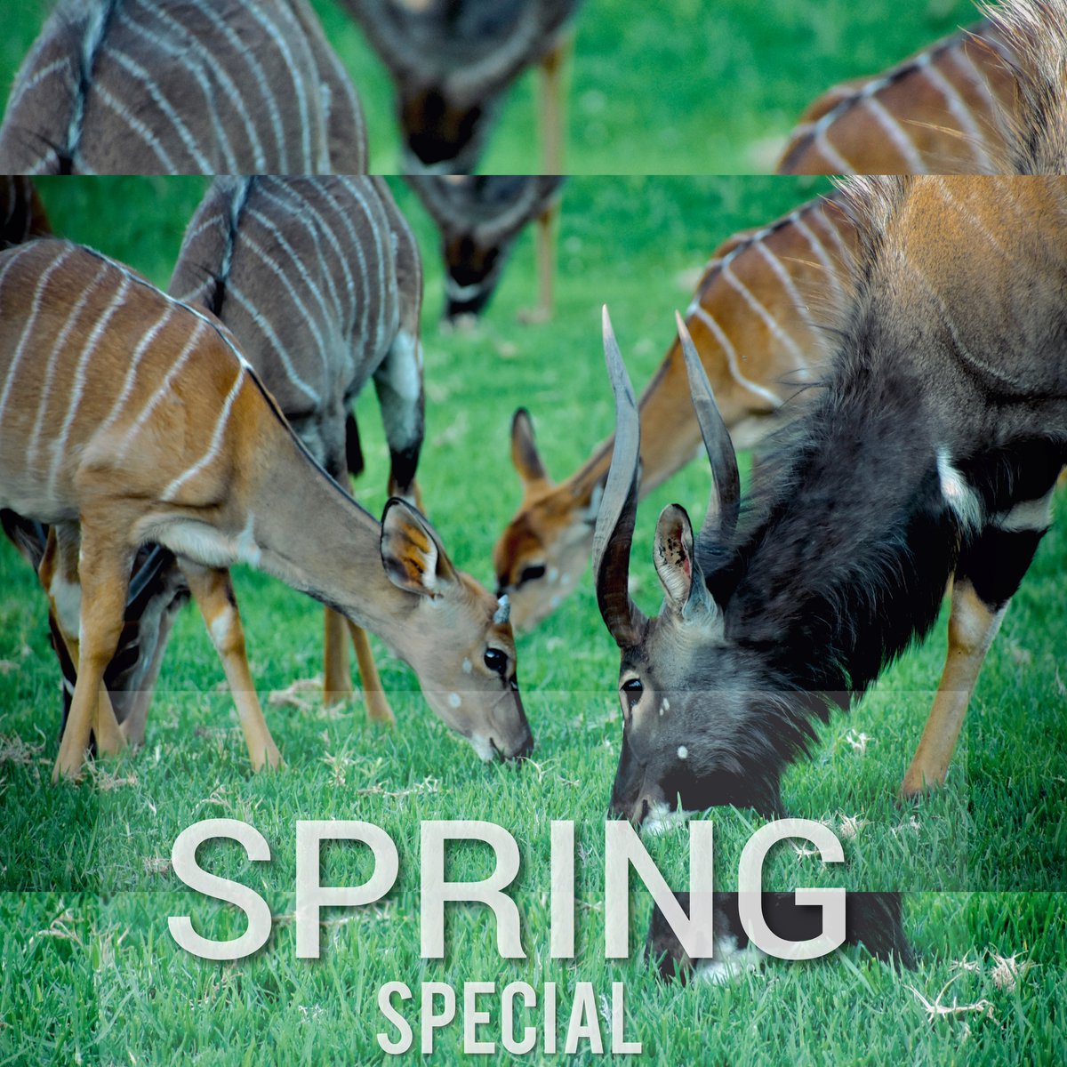 Longing for a tranquil escape to the Klein Karoo? 
Well.. 
Spring is almost here...celebrate <a href="/wildehondekloof/">Wildehondekloof</a> 
Stay 3 nights and only pay for 2 
t&amp;c apply.
info@whkloof.co.za
<a href="/CapeCountryR/">Cape Country Routes</a> <a href="/visitoudtshoorn/">Oudtshoorn Tourism</a> #Travel #SpecialDeal #holiday #holidays #Reserve