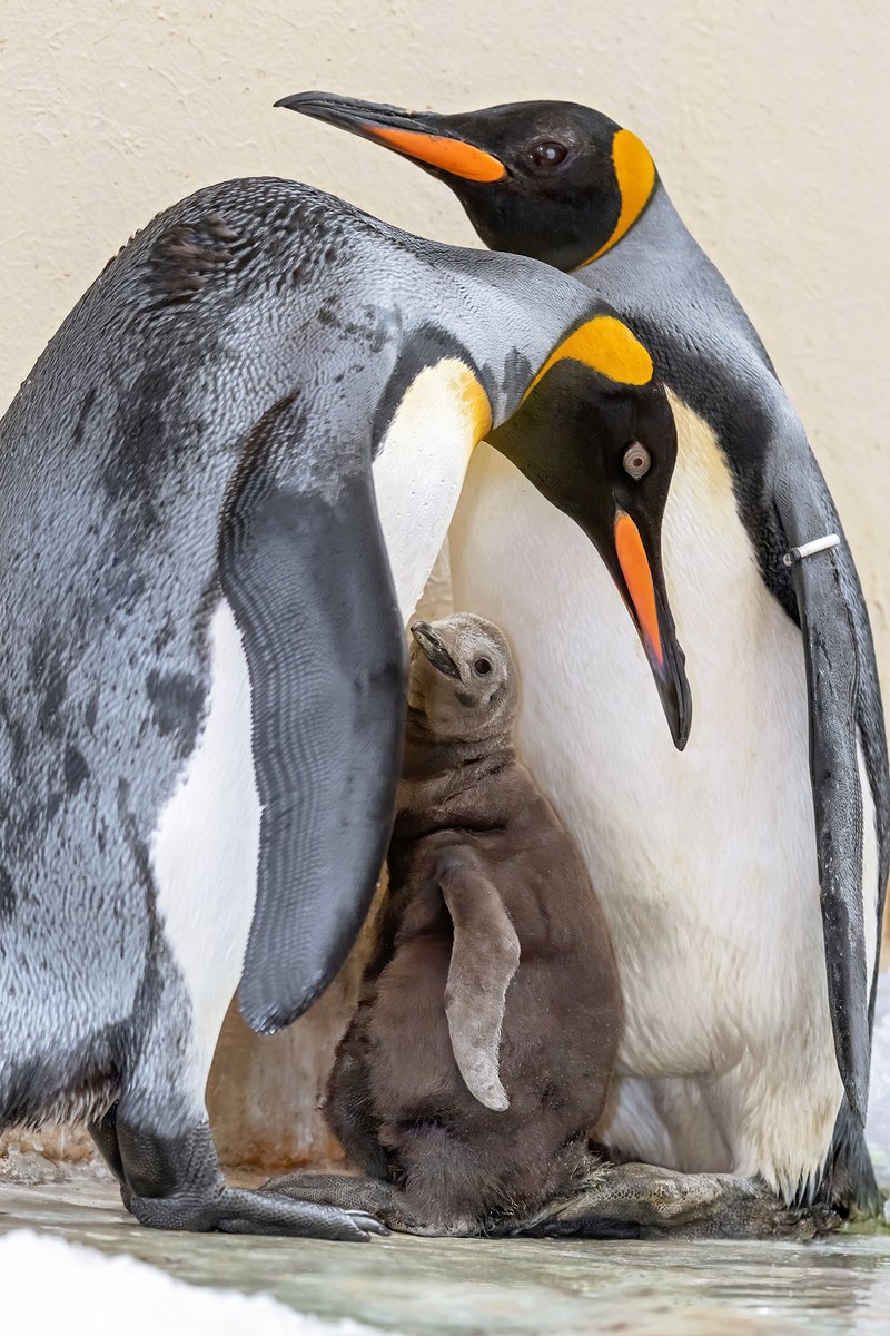VdZ_Zoos's tweet photo. Modern zoos worldwide effectively support efforts to #ConserveBiodiversity.

Ex-situ conservation and in-situ conservation must be thought and carried out as one - according to the #OnePlanApproach of @IUCN_CPSG.

#ZoosMatter #cop15 #UnitedForBiodiversity 
@bmu @JochenFlasbarth https://t.co/485kzMZKvN