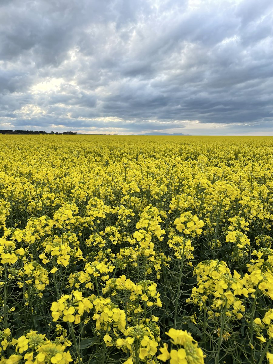 Canola’s come thru the wet well podding nicely now. Could be an extremely short fence to sit the national crop measuring tool on 😜 🤞🤞 jack stays away <a href="/wdjmercer/">Willy Mercer</a> @ <a href="/drum_craig/">Craig Drum</a> <a href="/Albeveridge1/">Alister Beveridge</a> #HRZ