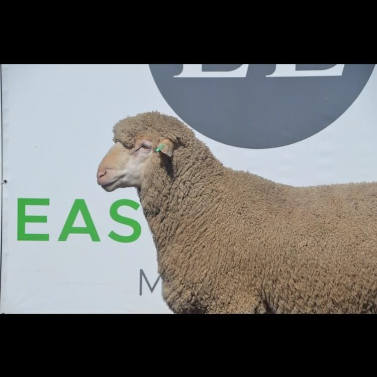 East Loddon Ram Sale Inspection Day. This Thursday the 2nd of September.
In line with the current Covid restrictions all attendees must book in a time to inspect rams. Text or call Tom on 0409 399 191 or Marcus 0437172754 to book your time slot.