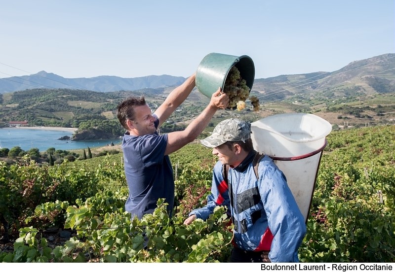 🍇 C'est l'effervescence des #vendanges en #Occitanie.
Les récoltes seront contrastées dans des vignes + ou - affectées par le gel.
Toutefois, le marché des #vins d'#Occitanie se porte bien 👍
Nos #viticulteurs peuvent compter sur notre soutien.

laregion.fr/Vendanges-un-m…