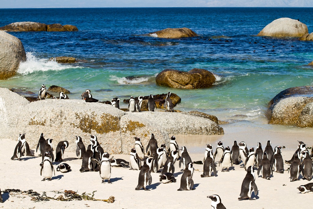 Пингвины живут на южном. Кейптаун мыс доброй надежды пингвины. Мыс доброй надежды ЮАР пингвины. Национальный парк Кейп-Пойнт, ЮАР. Африканские пингвины Кейптаун.