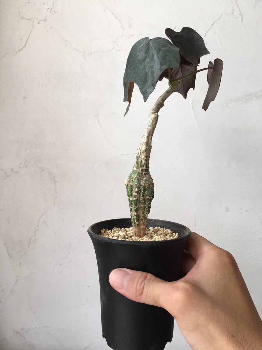 奇妙な植物園 Bizarre Plants Twitter