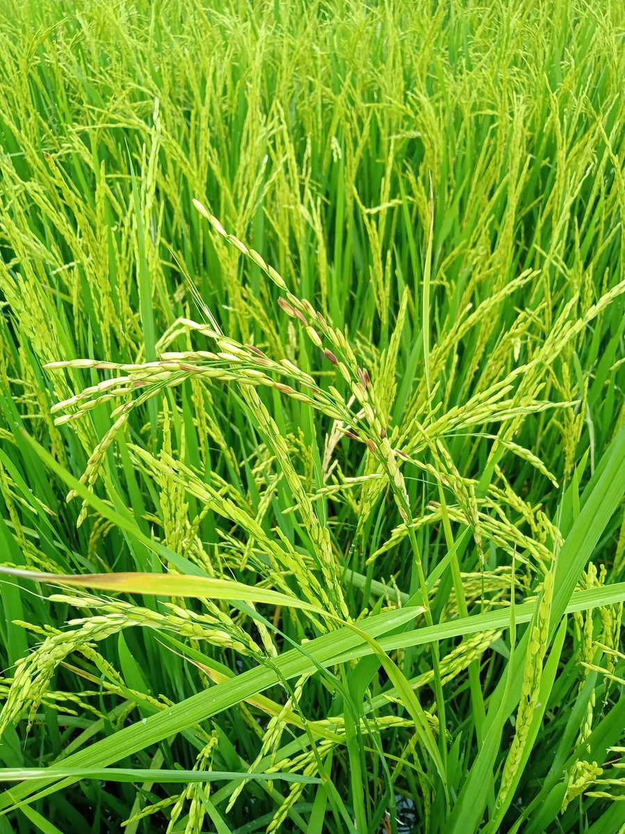 MathildeDionis1's tweet photo. Assessment of rice pests and diseases at reproductive stage in farmer field network (Os tuk, Cambodia) @SotheaSovanna @MathildeSester https://t.co/PaOUZMRtyU
