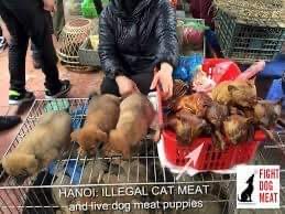 negiko8882's tweet photo. 諸外国の犬肉食の反対を求めます。
犬を痛める程美味しくなるとして、生きたまま熱湯に入れ、ガスバーナーで焼くいたぶり方は、犯罪です。
たくさんの署名を集め、それを各政府に送り、日本在住の大使館に持っていきます。
欧米でも続々と署名は集まってます。ぜひ日本でも署名をお願いします。 https://t.co/4ilBDBCt5v