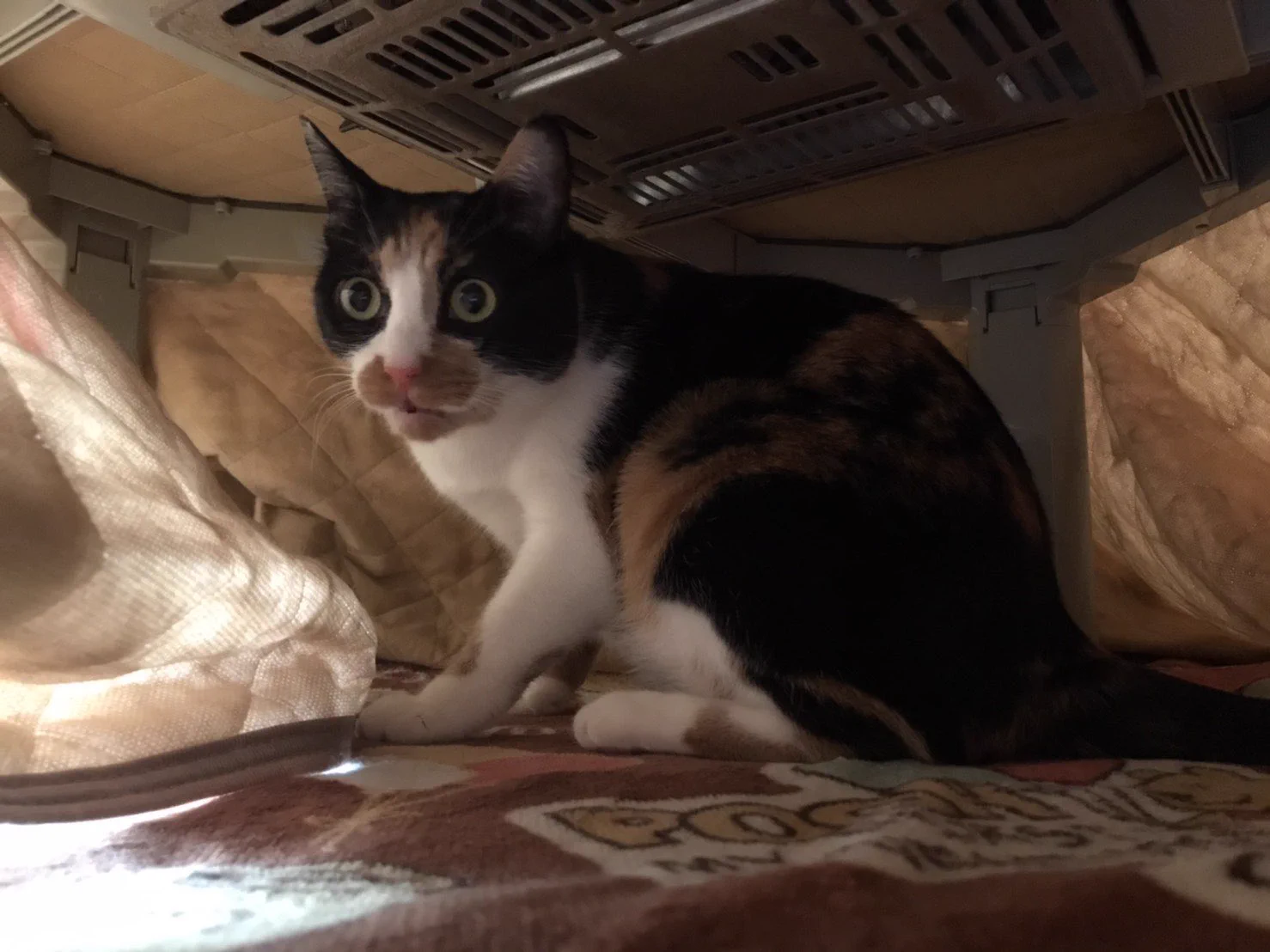 @7979trpg 見事な鹿児島ぶりです…w
(それはさておきとても可愛い子ですね( *´艸`))
折れ曲がってるぅぅぅ 