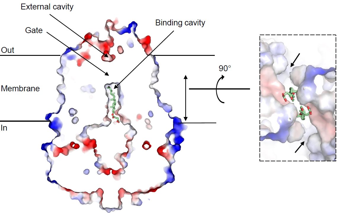 We are happy to share our latest article, "Structure of the human cholesterol transporter ABCG1" in <a href="/JMolBiol/">Journal of Molecular Biology</a> . Congrats to @LigaSkarda and all the authors!!

sciencedirect.com/science/articl…