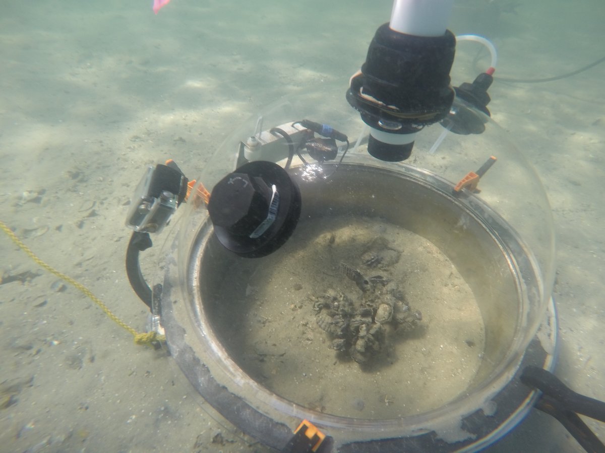 themarinediary's tweet image. Microbes may be small, but their effects on #oysterreef nutrient cycling are substantial! @DrKDafforn studies how microbial communities mediate #denitrification pathways, by using these custom-built #benthicchambers … (1/3)