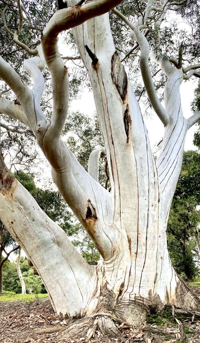 The majesty of trees

#thicktrunktuesday