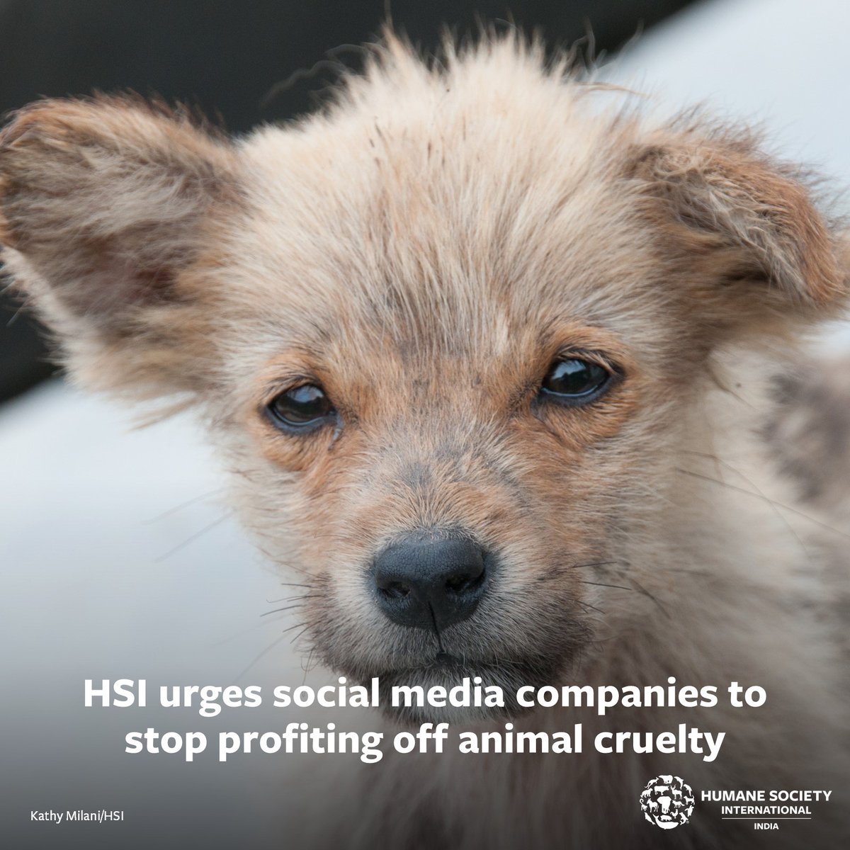 HSI/India on Twitter: HSI/India on Twitter: