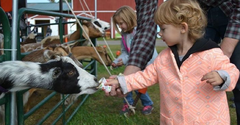 Our friends at the Petting Zoo are ready for this weekend!! Who's coming to visit them? 🐐❤️