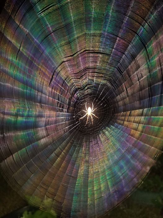 Amazing picture!
From the Facebook page of Stephen Dunn
August 29 at 7:57 PM 
"Took this picture in the dark last night.  I guess the moisture in the air along with my flash is what caused the rainbow effect.  I think it's pretty cool!"