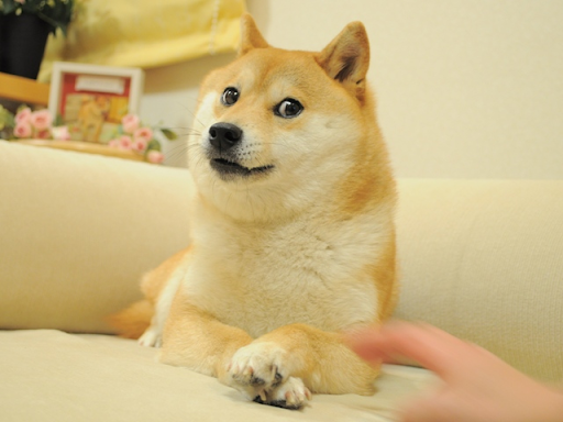 cryptunez's tweet photo. in 2013, a shiba inu was made the face of a coin as a joke.

in 2021, this joke was embraced by the world to become a multi-billion dollar meme.

this meme was based off one photo. tomorrow that picture is put in the hands of the community.

the iconic DOGE NFT launch (a thread) https://t.co/E18BvGxMyK