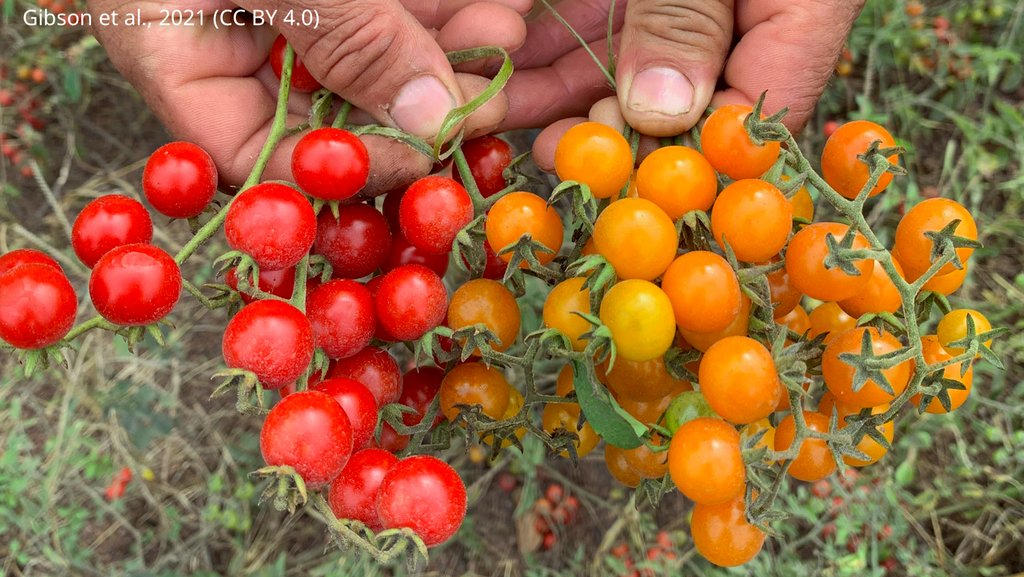 Population genomics has helped uncover the history and consequences of an invasion event that turned tomatoes in the Galápagos Islands from red to orange elifesciences.org/articles/64165…
