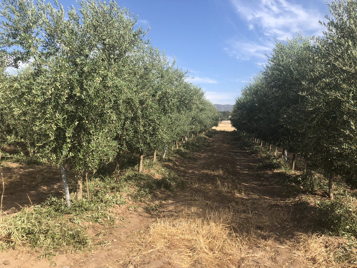 IfapaOlivar's tweet photo. Realzando para facilitar el trabajo de la cosechadora… en @IfapaJunta Alameda del Obispo, ensayo densidades de plantación. https://t.co/iYTAcfeOvX