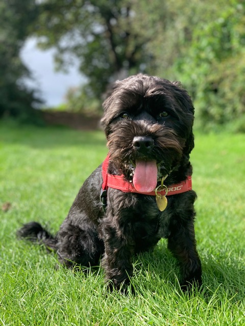 sdevonbiz's tweet image. Happy #TongueOutTuesday from us! Evie loves #Forthglade #southdevon #officedog #devon