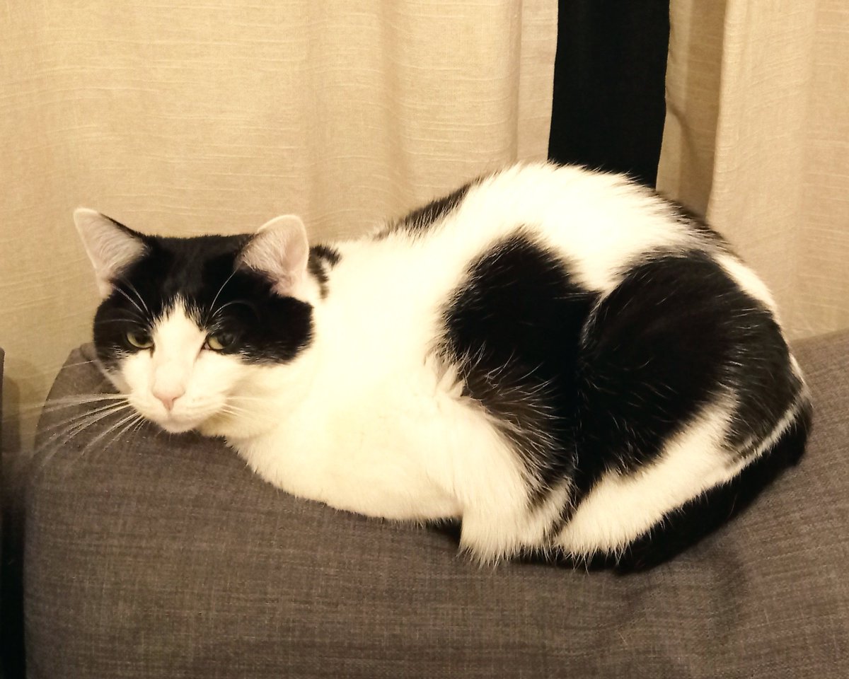 a_tilve's tweet photo. @rashielee My Oreo lives the idea! https://t.co/rwGy6PqBhA