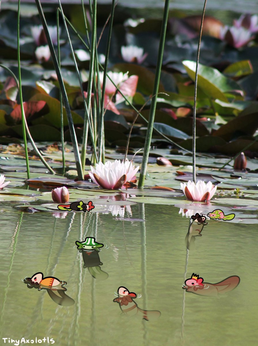 TinyAxolotls's tweet image. Last summer days