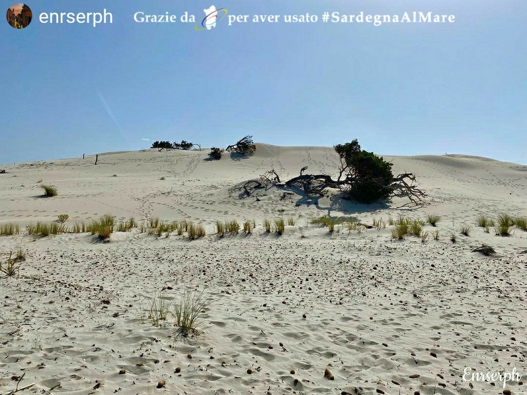 SardegnaAlMare's tweet photo. Dune di Is Arenas Biancas, zona Teulada 🏖 ☀ 🖼 # SardegnaAlMare #spiaggia #sardegna #sardinia #ichnusa #isarenas #dunediisarenasbianca #teulada #spiaggiaditeulada #igerteulada #instateulada #volgoTeulada #isolaTuerredda #tuerreddabeach #capoteulada #instasardegna #igers_sarde… https://t.co/rEPbSD5M0a