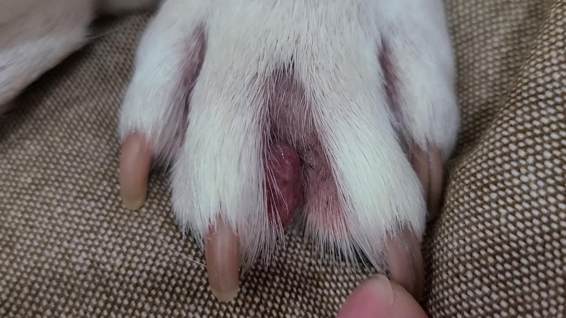 ウメちゃんロクちゃん フレンチブルドッグ French Bulldog 指間炎 しかんえん みたいです 指間炎 皮膚 炎症 ウメちゃんロクちゃん フレンチブルドッグ フレブル 多頭飼い いぬのいる暮らし 犬好きさんと繋がりたい 犬のいる生活