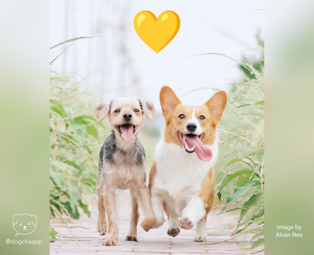 DogChaApp's tweet photo. 💛 #amistad #friends #amor #love #amigos #friendship #felicidad #amigas #vida #dogsoftwitter  #happy #smile #Twitter  #dogcha #dogchaapp https://t.co/TR7mFfg6Rx