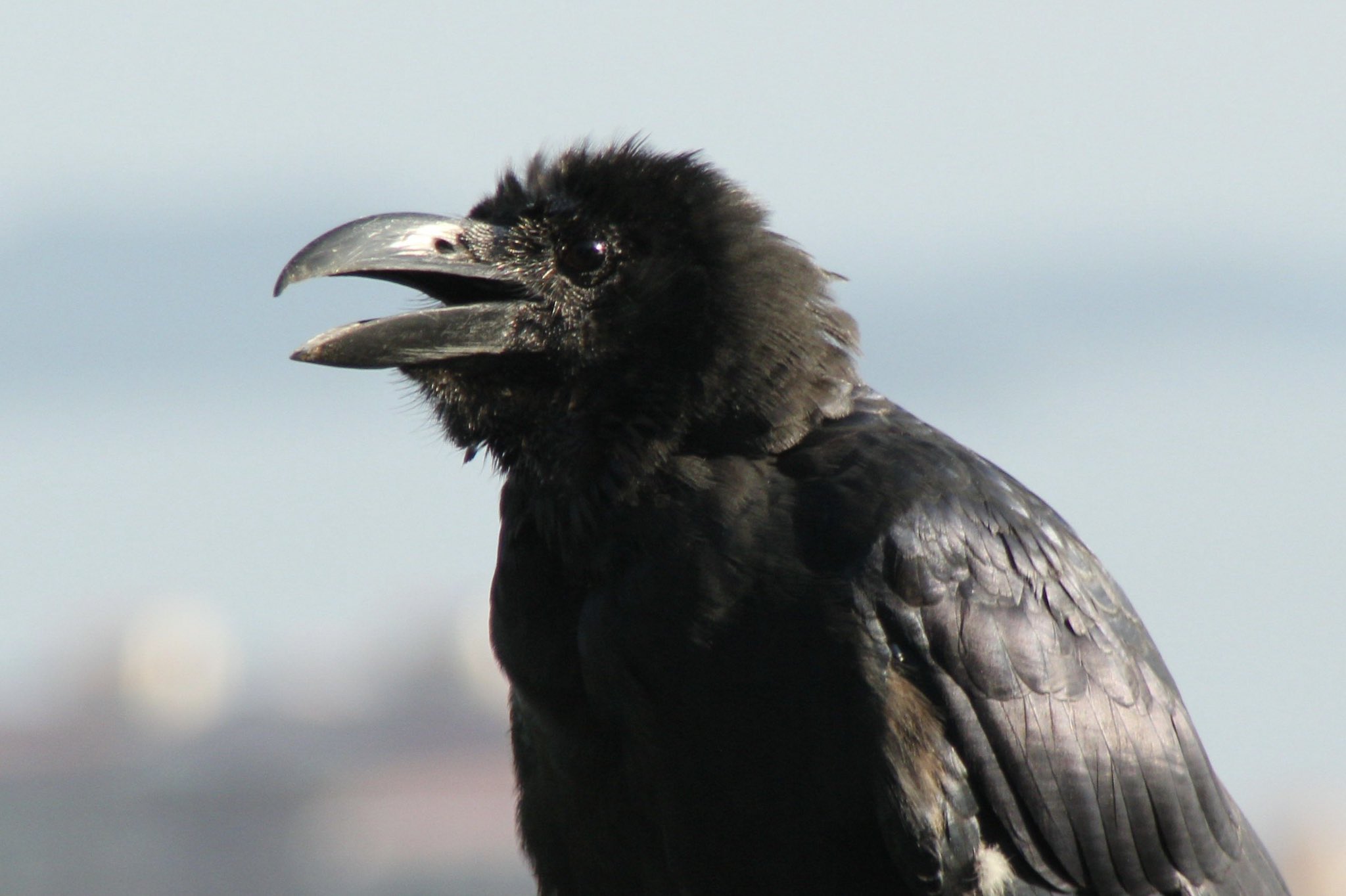 カラカラカラス 山頂付近で見かけたカラスさん 嘴を開けたまま チラッと此方を見ました 暫く空を眺めていましたが 飛び去って行きました 換羽が始まったのか 頭の真ん中や嘴の付け根付近の 羽毛が少なくなっています それでも一生懸命活動中