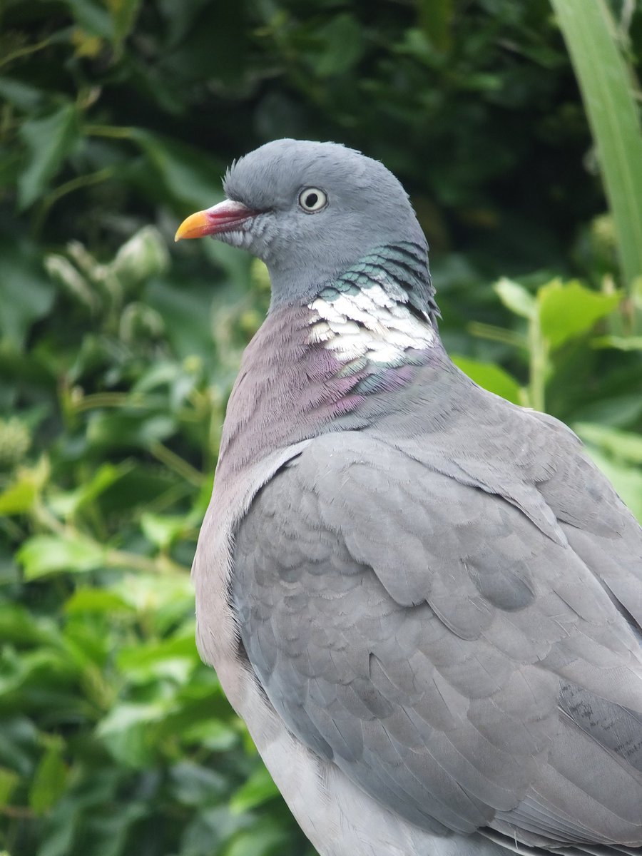 Presenting the Earl of Pigeontown 🕊️ #woodpigeon #pigeon #pigeonsofinstagram #bird #birdsofinstagram #wildbirds #wildlifephotography #naturephotography #wildlife #nature