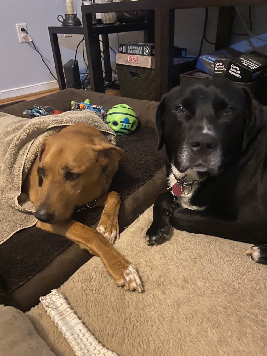BODIEBO2's tweet photo. Good Morning Fwens❤️.  We need your prayers today.  I think I am going to have to say goodbye to Murray.  He has stopped eating and drinking.😭😢😿❤️❤️❤️🙏 🌈 #love #dogsoftwitter #brotherlylove #dogs #CatsOfTwitter #rainbowbridge #AdoptDontShop https://t.co/zHOX4p9TRA