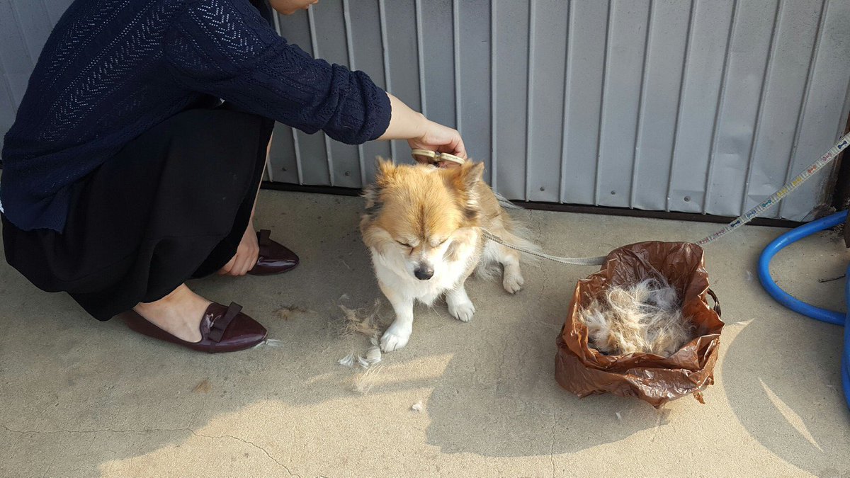 きゅうり好き きゅうり好き