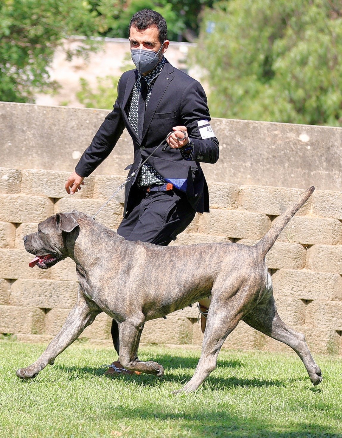 Cane corso hotsell french bulldog