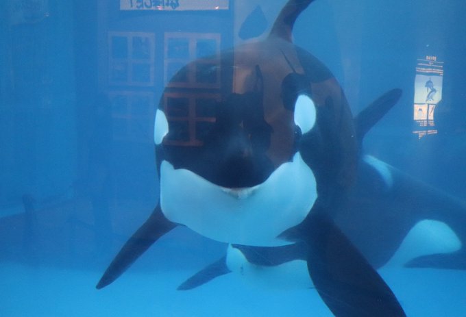 名古屋港水族館のtwitterイラスト検索結果 古い順