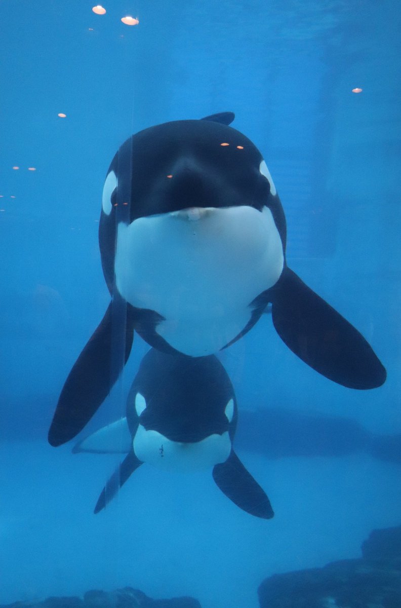 シャチの正面顔って本当にかわいい💓ステラさん！下にリンちゃん！今日