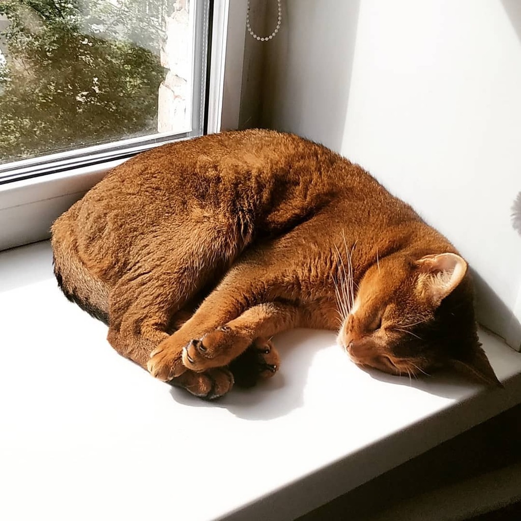 В любом, даже самом непонятном случае, — спи.😻 Да здравствует сон! Ибо сон — бездеятельность. А бездеятельность — единственное нравственное состояние. А то, что у нас получается в процессе жизнедеятельности, вызывает отторжение и уныние.😣
#таковажизнь instagr.am/p/CTPA4QJMEEo/