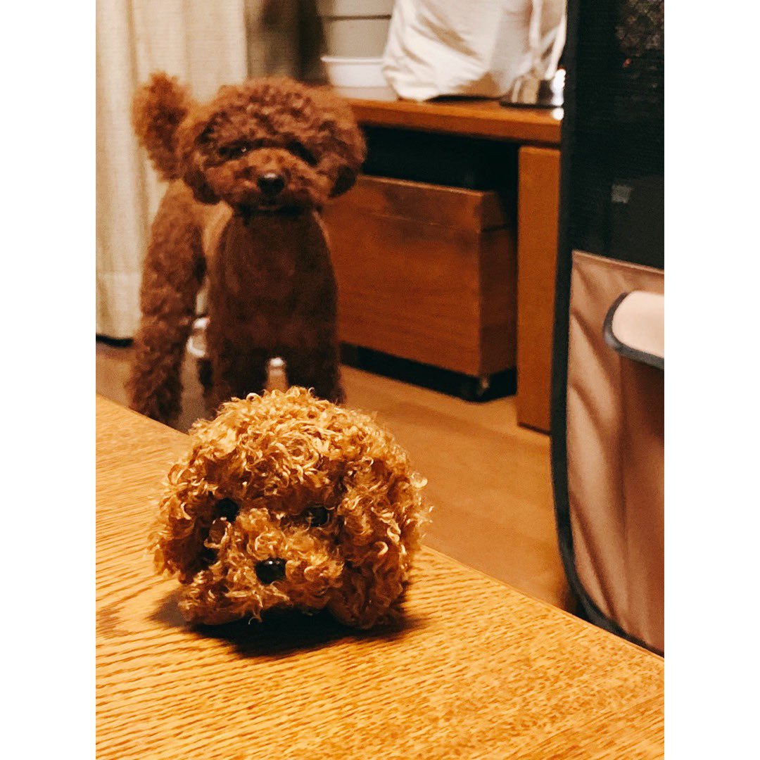 公式 Happy Pigeon Petshop 分身 Model 歳三くん ハッピーピジョンのフード詳細は トップページから公式hpへ Hp Petshop Happypigeon ハッピーピジョン 国産無添加 犬 わんこ Dog もふもふ ふたご 癒し 散歩 ワンちゃん 公式 Happy Pigeon Petshop 分身 Model 歳三くん ハッピーピジョンのフード詳細は トップページから公式hpへ Hp Petshop Happypigeon ハッピーピジョン 国産無添加 犬 わんこ Dog もふもふ ふたご 癒し 散歩 ワンちゃん