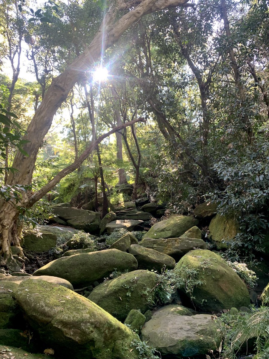 Gamaragal | Cammaraygal Country 

Always was, always will be

#BackToNatureAU
💚🌿