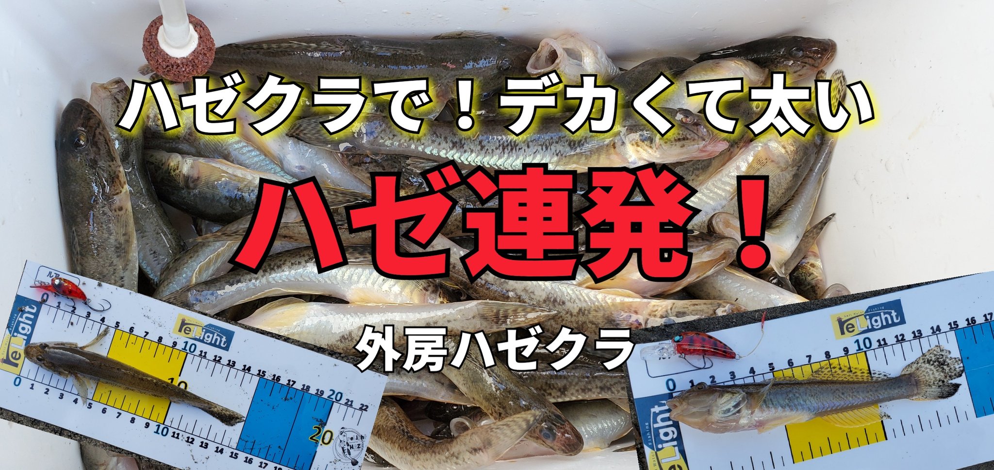 ハゼクランク Twitter Search Twitter