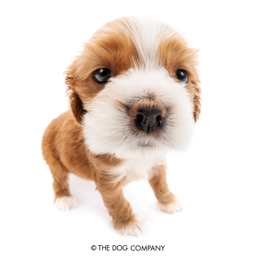 thedog_en's tweet photo. Feeling kind of sleepy right now..

#americancockerspaniel #cocker #cockerspaniel #instacocker #americancocker #dog #dogstagram #dogsofinstagram #puppy #pet #instadog #doglover #thedog #thedogandfriends #アメリカンコッカースパニエル #アメコカ #アメリカンコッカー #コッカー https://t.co/vbfBRUjQBU