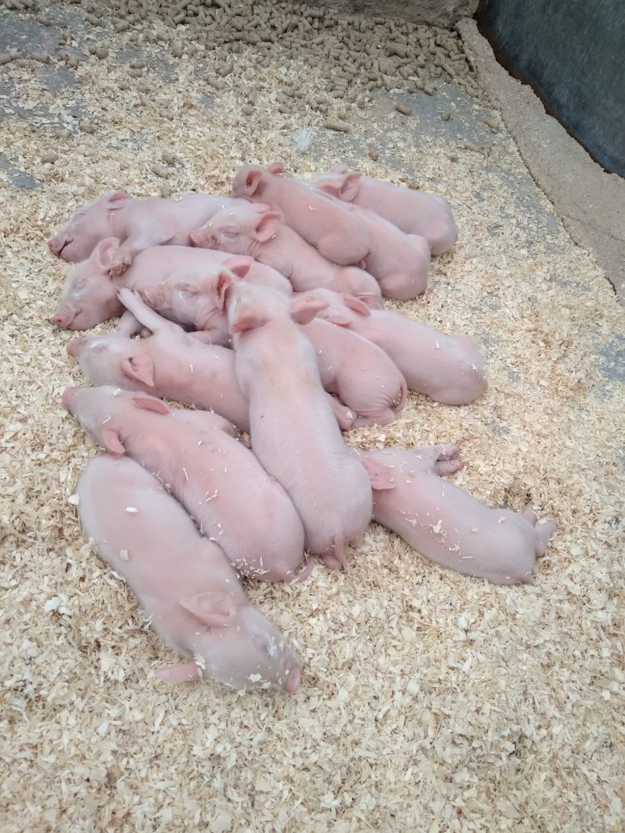 Jamie's Farm tweet media